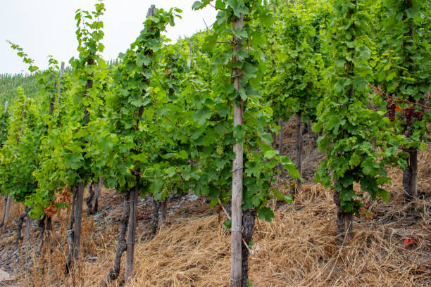 rieslings raisins sur la vigne en allemagne - vineyard wooden post grape plant photos et images de collection