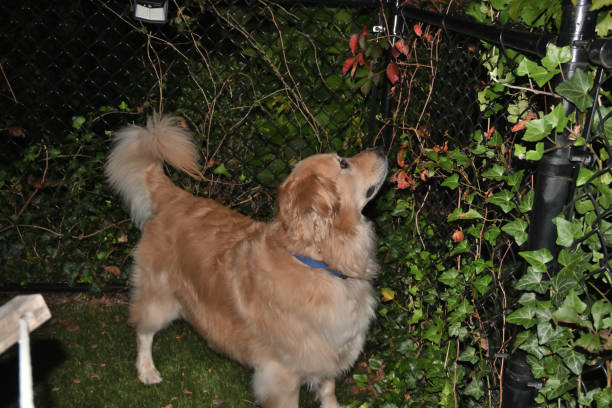 istock Golden Retriever looking up 1345910911