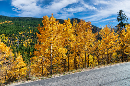 Autumn leaf colors in Colorado