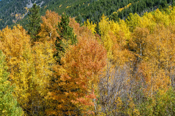 istock Autumn leaf colors in Colorado 1345912521