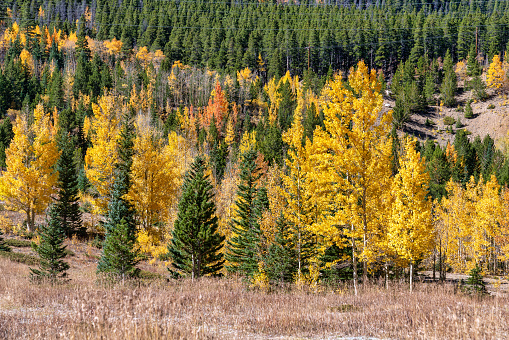 Autumn leaf colors in Colorado