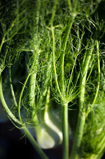 Beautiful Sunlit Fennel Close-Up