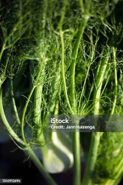 Beautiful Sunlit Fennel Closeup Stock Photo - Download Image Now - Fennel, Black Background, Plant
