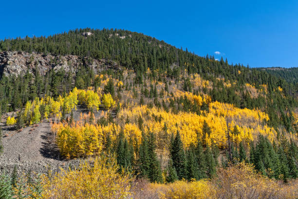istock Autumn leaf colors in Colorado 1345912725