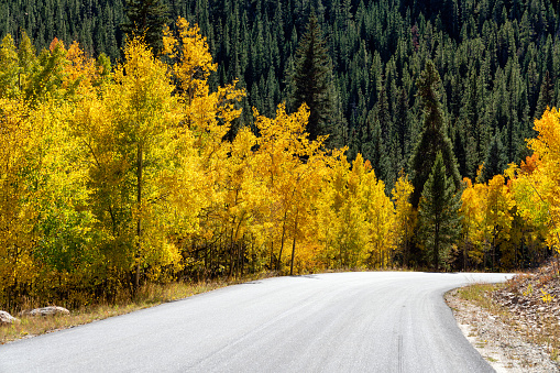 Autumn leaf colors in Colorado