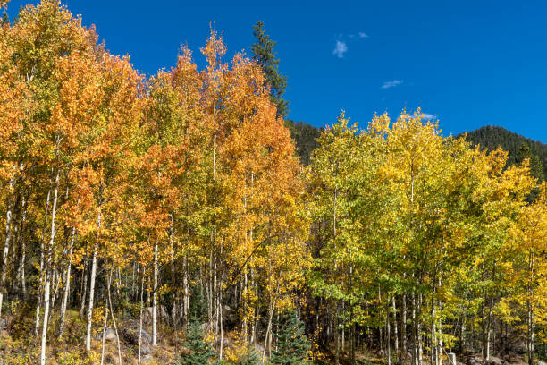 istock Autumn leaf colors in Colorado 1345912989