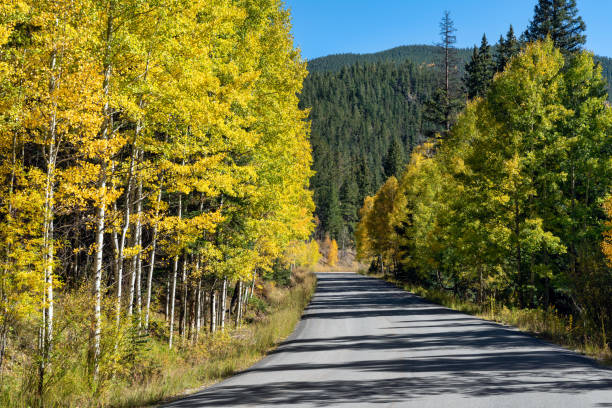 istock Autumn leaf colors in Colorado 1345913603