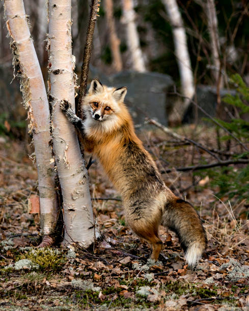 Red unique fox standing on hind legs by a birch tree in the spring season in its environment and habitat with blur background displaying white mark paws, unique face, fur, bushy tail.  Fox Image and Photo. Picture. Portrait. Unique Fox. Red unique fox standing on hind legs by a birch tree in the spring season in its environment and habitat with blur background displaying white mark paws, unique face, fur, bushy tail.  Fox Image and Photo. Picture. Portrait. Unique Fox. fox photos stock pictures, royalty-free photos & images