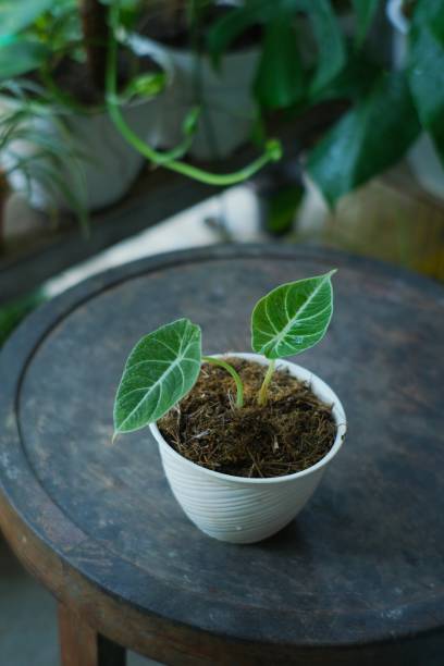 istock alocasia black velvet 1345915196