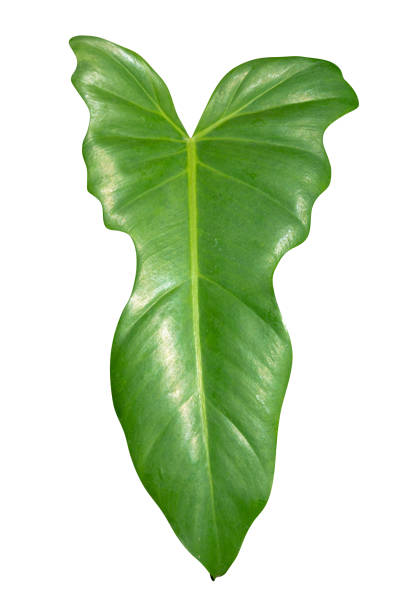 istock Green leaf isolated on white background with clipping path. 1345915269