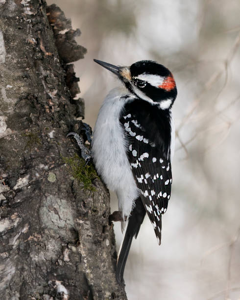 vista de perfil de primer plano del macho pájaro carpintero trepando al tronco del árbol y mostrando el plumaje de las plumas en su entorno y hábitat en el bosque con un fondo borroso.  foto e imagen de archivo del pájaro carpintero. imagen. retrato. - picoides villosus fotografías e imágenes de stock