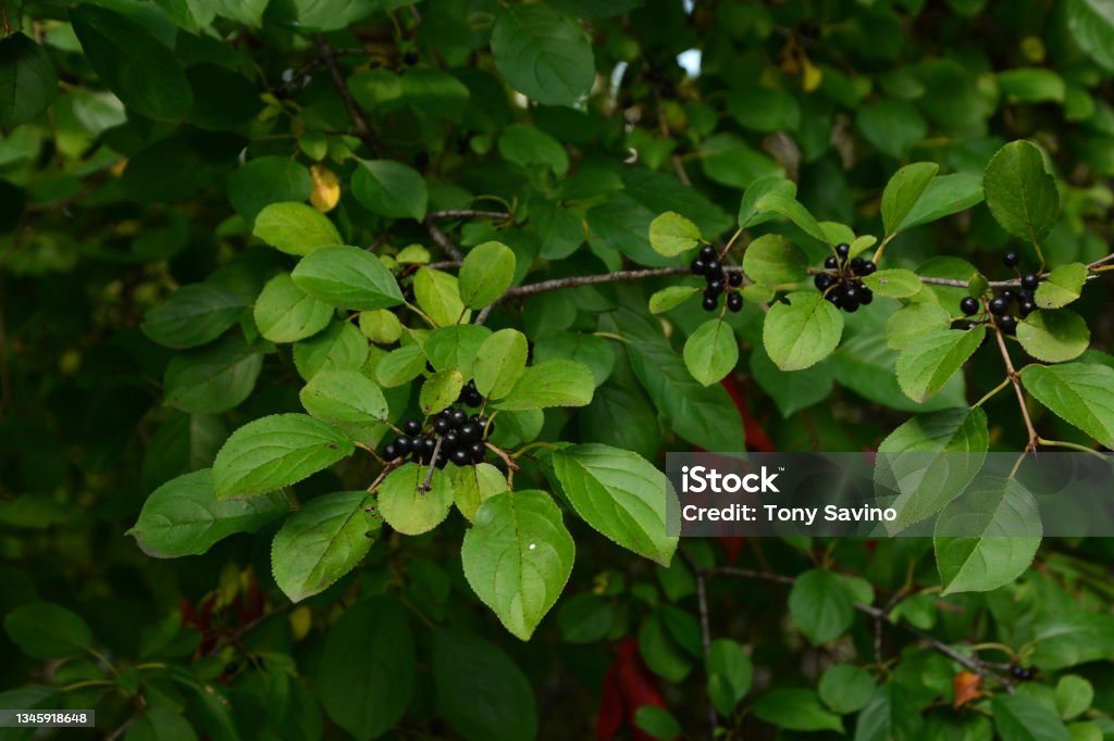 Invasive Species Buckthorn in Wisconsin Common Buckthorn leaves and berries.  This is an evasive species in Southeastern Wisconsin. The selective focus is on a bunch of the berries in October.  The wild plant takes over the woods. Buckthorn Stock Photo