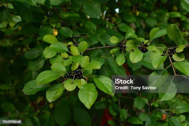 Invasive Species Buckthorn In Wisconsin Stock Photo - Download Image Now - Buckthorn, Leaf, Abundance