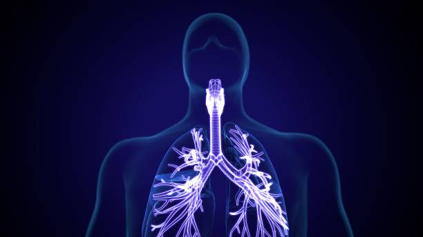 istock 3d illustration of human  respiratory system anatomy. 1345918738
