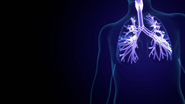 istock 3d illustration of human  respiratory system anatomy. 1345918769