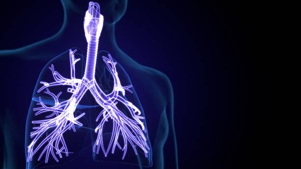 istock 3d illustration of human  respiratory system anatomy. 1345918778