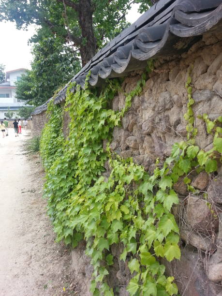 istock vine wall in outdoor 1345918868
