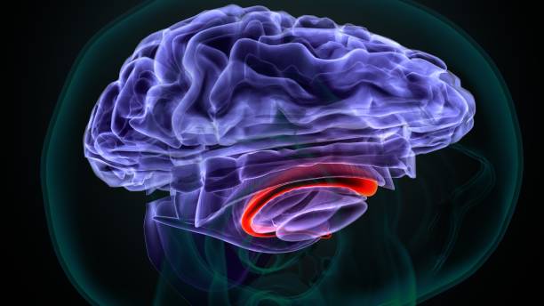 istock brain caudate nucleus anatomy .3d illustration 1345919494
