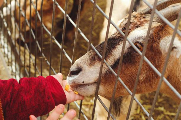 toddler feeding goat - animals feeding animal child kid goat imagens e fotografias de stock