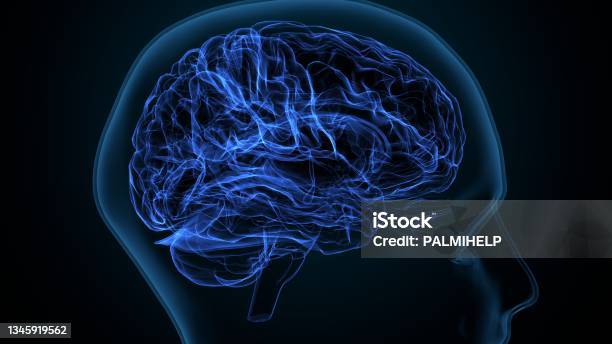 3d Illustration Of Brain White Matter Of Cerebral Hemisphere Anatomy Stock Photo - Download Image Now
