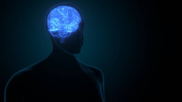 istock 3ed illustration of human brain anatomy. 1345919627