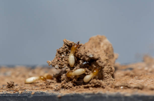 Close up of Termites Eating wood, (Termite damage house) stock photo