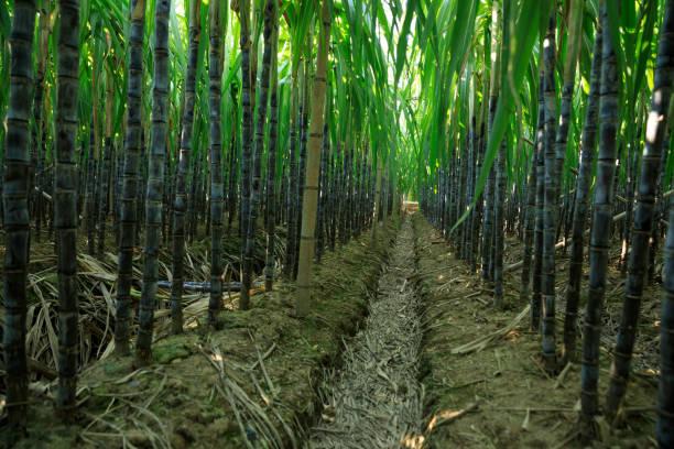 istock Sugarcane plants growing at field 1345921412