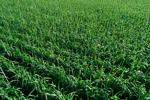 Aerial view of sugarcane plants growing at field