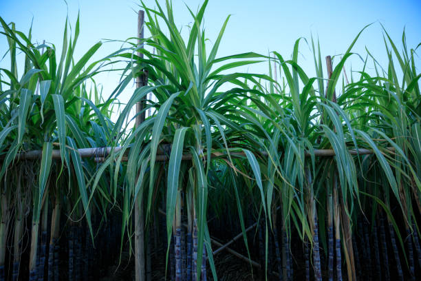 istock Sugarcane plants growing at field 1345923209