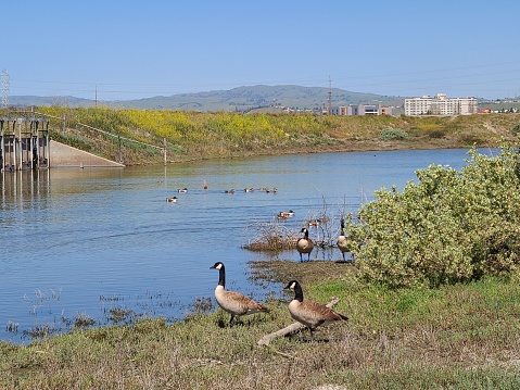 This family of young and adult ducks was found resting near the shores of the creek