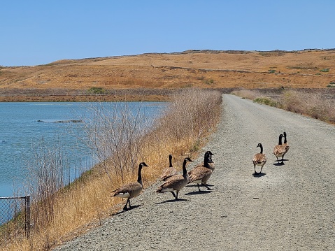 A family of ducks crosses the Coyote Creek Trail