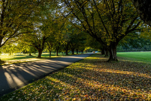 Autumn colour in West Coast Golf Club, Pitt Meadows, BC Canada