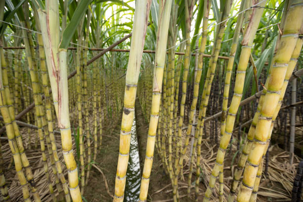 istock Sugarcane field with plants growing 1345924292