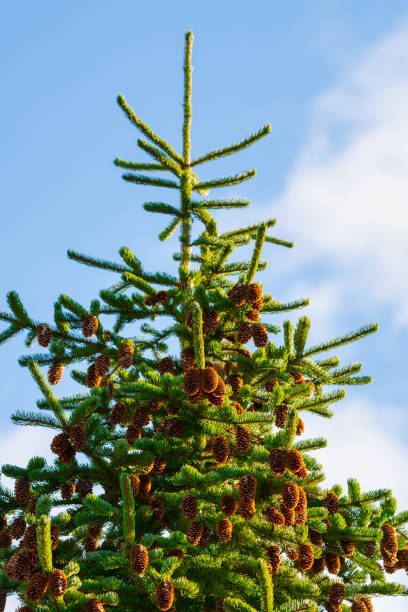 Beautiful fluffy spruce tree with brown pine cones against blue sky