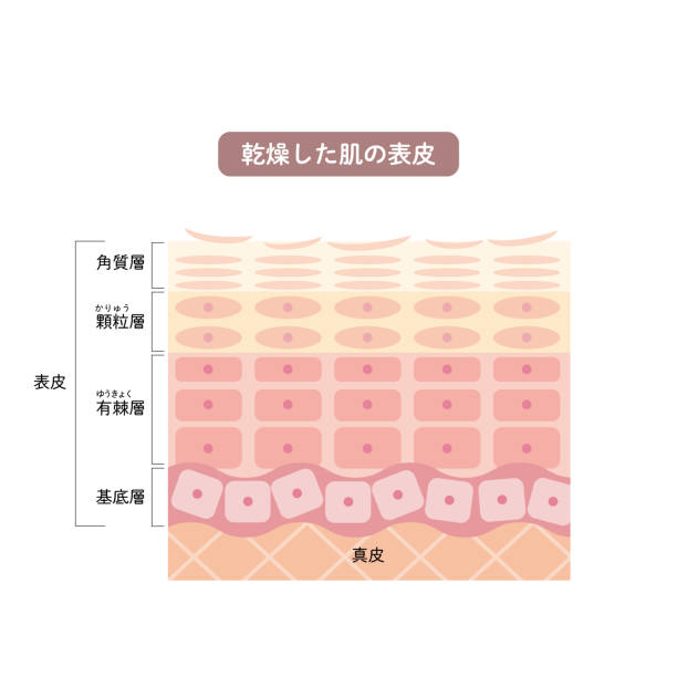 190개 이상의 인간 표피 이미지 스톡 사진, 그림 및 Royalty-Free 이미지 - iStock