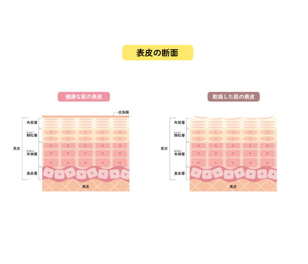 皮膚表皮、皮膚構造、皮膚図、美しさ - cross section illustrations点のイラスト素材／クリップアート素材／マンガ素材／アイコン素材