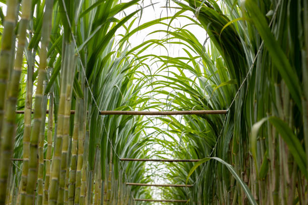 istock Sugarcane field with plants growing 1345925297