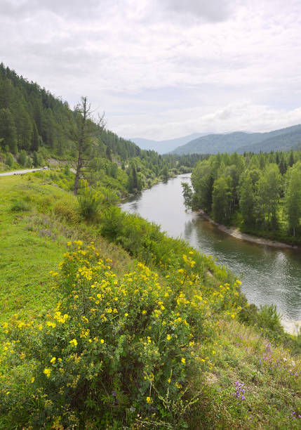 istock The coast of the mountain river Coxa 1345926105