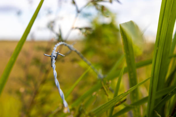 A close up photo of a single sharp wire barb on a fence in a rural farm field with tall grass.