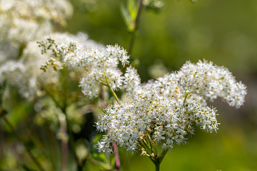 Cow Parsley in a field.