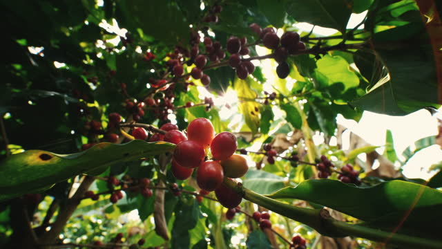 arabica coffee beans cherries ripe on branch in coffee plantation Thailand