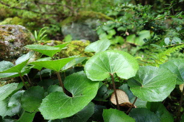 istock Leaves of green leopard plant. 1345928909