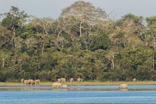 istock Wild Asian Elephants gathering by the water at the forest edge 1345929072