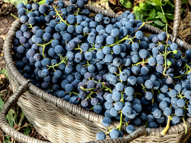 istock basket with grapes near the grape bush 1345929766