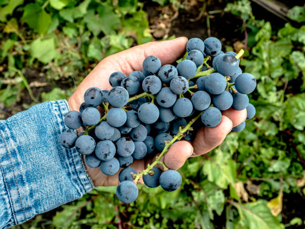 istock brush of grapes in a man's hand 1345929775
