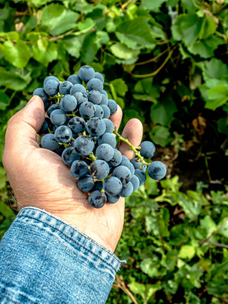 istock brush of grapes in a man's hand 1345929778