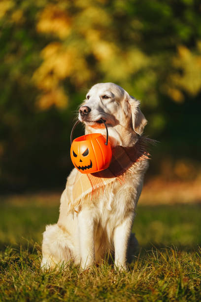 Duschvorhang Mit Herbstmotiv – Golden Retriever, Kürbis & Ahornblätter, Polyester, Inkl. Haken, Maschinenwaschbar