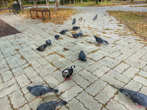 Birds Pecking in autumn park