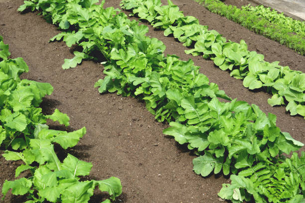 istock Winter vegetables growing in the field. 1345932269