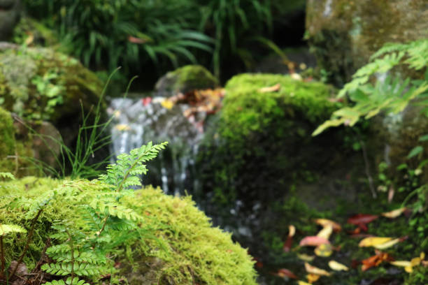 It grows on a mossy rock. A small waterfall can be seen in the back.